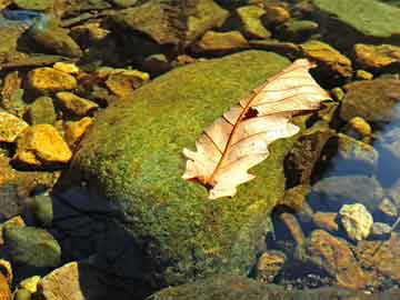 澳門(mén)準(zhǔn)六肖期期準(zhǔn)免費(fèi)公開(kāi),深層數(shù)據(jù)執(zhí)行策略_粉絲版62.338