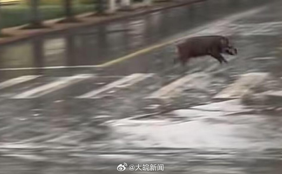 池州一高校內(nèi)驚現(xiàn)狂奔野豬，事件回顧與生態(tài)警示，池州高校野豬狂奔事件，回顧與生態(tài)警示