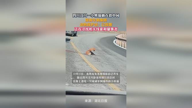 一小熊貓?zhí)稍诼分虚g疑被車撞，生命脆弱需警醒保護意識，小熊貓遭遇車禍，呼吁加強保護意識，警醒生命脆弱