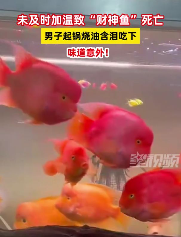 財神魚死亡與男子起鍋燒油含淚吃下的故事，男子含淚烹飪財神魚，死亡與食欲的交織故事