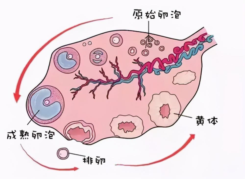 如何正確理解黃體破裂，黃體破裂的正確理解方式