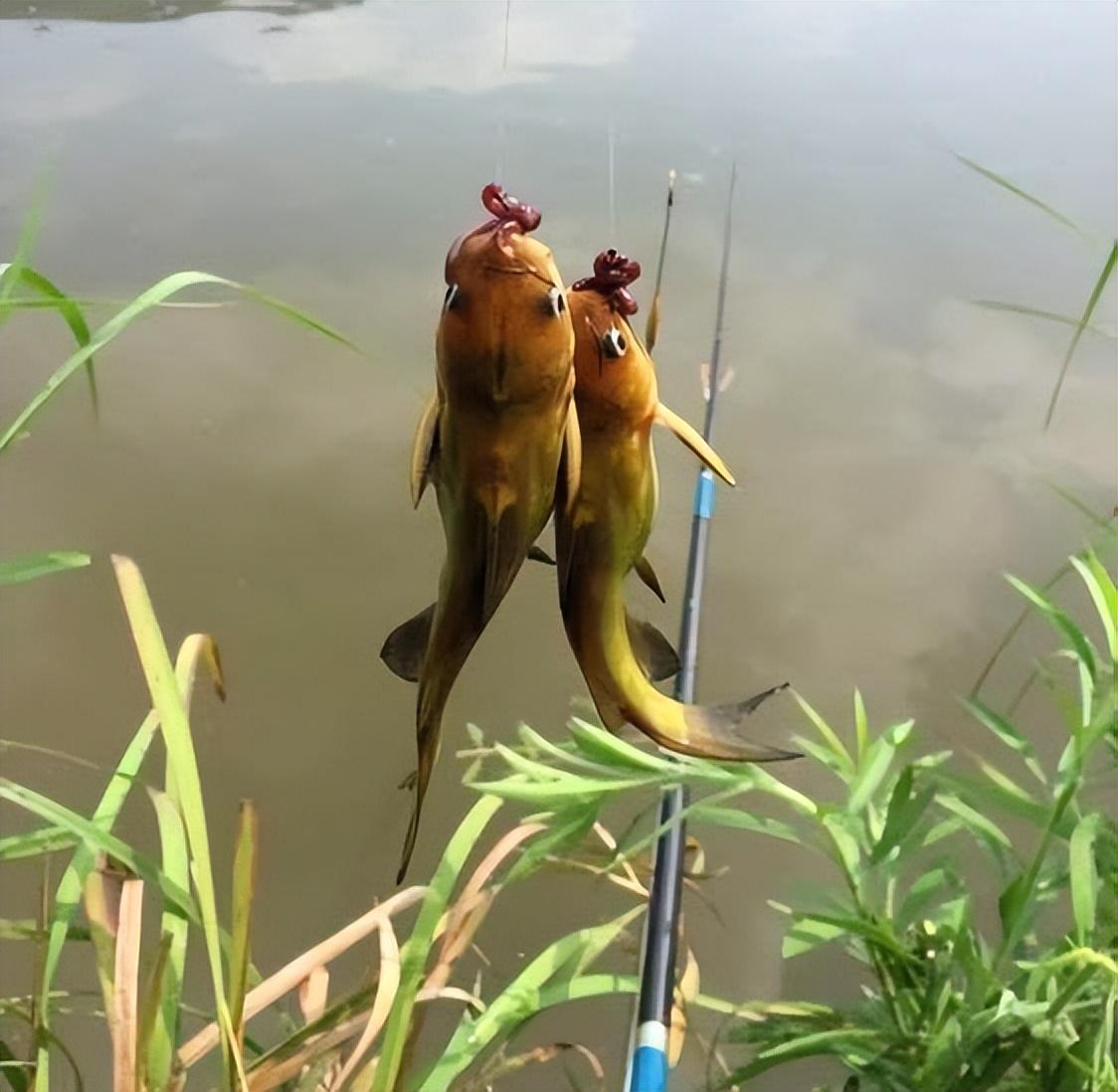 釣魚技巧分享，提高釣魚成功率的關(guān)鍵要素，揭秘釣魚技巧，提升成功率的關(guān)鍵要素解析