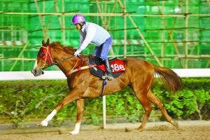 關于澳門特馬今晚開獎的討論，澳門特馬今晚開獎討論背后的犯罪風險警示