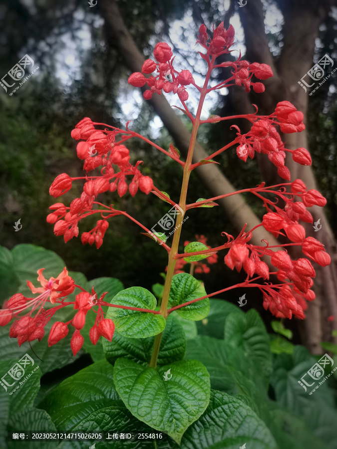 狀元紅97049精準(zhǔn)資料，探索與解析，狀元紅97049精準(zhǔn)資料深度解析與探索