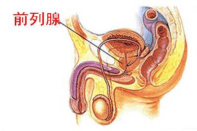 前列腺自我按摩手法