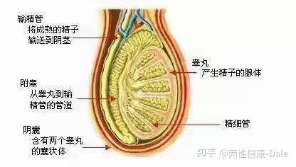 關(guān)于睪丸酮能否促進二次發(fā)育的問題探討，關(guān)于睪丸酮對二次發(fā)育影響的探討（敏感話題，請謹慎處理）