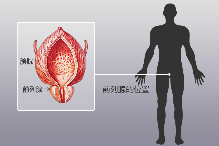 前列腺位置圖片，了解男性健康的重要一環(huán)，前列腺位置圖解，理解男性健康的關(guān)鍵一環(huán)