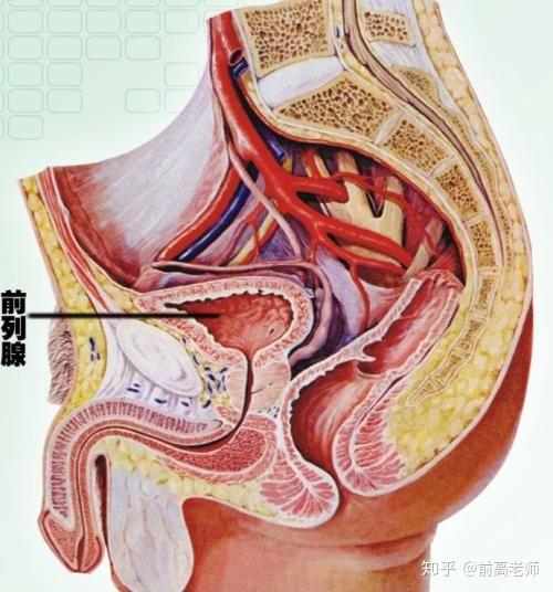 前列腺高完全入門指南，前列腺高完全入門手冊