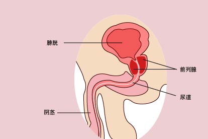 前列腺的位置示意圖及其相關(guān)知識解析，前列腺位置示意圖詳解與相關(guān)知識全面解析