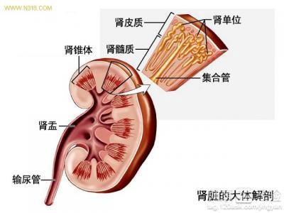 女性腎虛的原因及其影響，女性腎虛的原因與影響解析