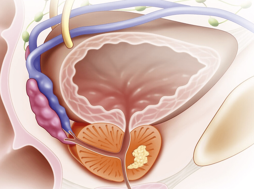 什么是前列腺？深入了解男性重要的生殖器官，前列腺揭秘，深入了解男性重要生殖器官的功能與特點(diǎn)