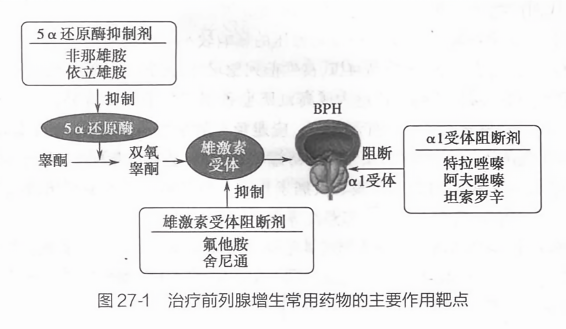 治療前列腺增生的藥物，理解選擇與應(yīng)用的重要性，前列腺增生治療藥物的選擇與應(yīng)用，理解其重要性