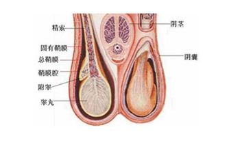 睪丸突然疼痛一會(huì)兒又不疼了，原因、影響與應(yīng)對措施，睪丸突發(fā)性疼痛的原因、影響及應(yīng)對措施解析