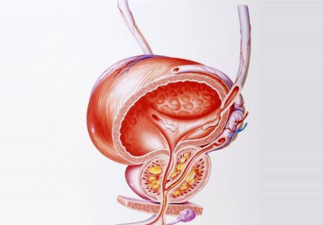 前列腺的位置及其重要性，前列腺的位置與功能重要性簡(jiǎn)介